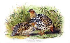 Painted Francolin photo 1