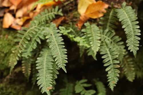 Ctenopteris observed 2026-10-26