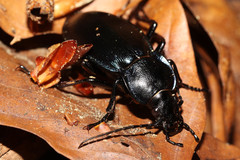 Carabus scheidleri