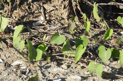 Ipomoea biflora observed 2026-10-26