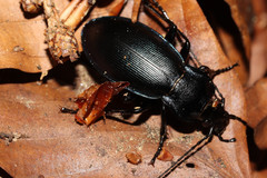 Carabus scheidleri
