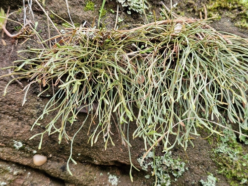 Asplenium septentrionale observed 2026-10-26