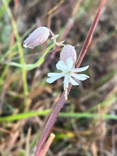 Silene vulgaris observed 2026-10-26