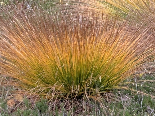 Eleocharis observed 2026-10-26