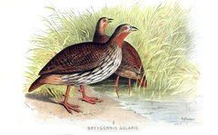 Swamp Francolin photo 2