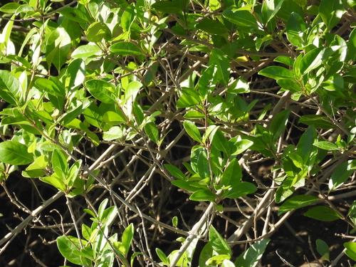Volkameria inermis observed 2026-10-26