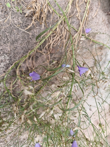 Campanula rotundifolia observed 2026-10-26