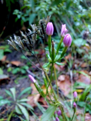 Centaurium erythraea observed 2026-10-26