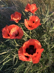 Papaver orientale