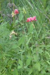 Lathyrus rotundifolius