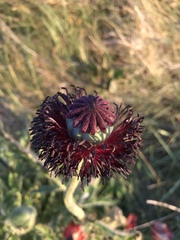 Papaver orientale