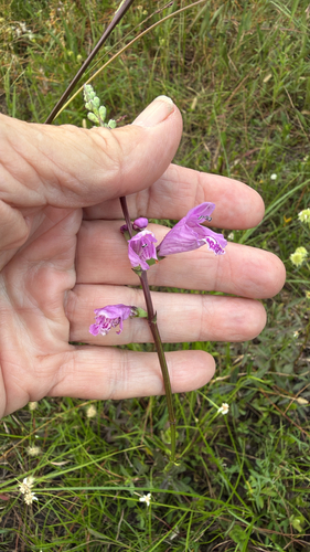 Physostegia observed 2026-10-23