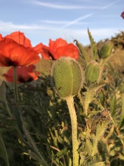 Papaver orientale