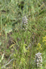 Leonurus glaucescens