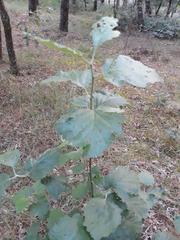 Karpatiosorbus latifolia