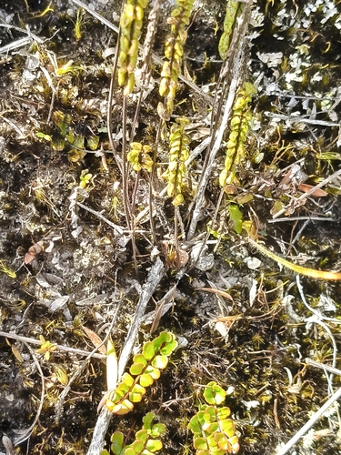 Lindsaea linearis observed 2026-10-24