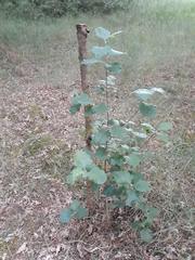 Karpatiosorbus latifolia