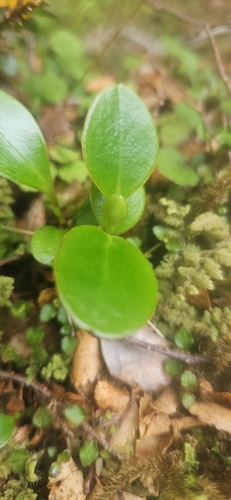 Griselinia littoralis observed 2026-10-25
