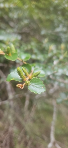 Nothofagus menziesii observed 2026-10-25