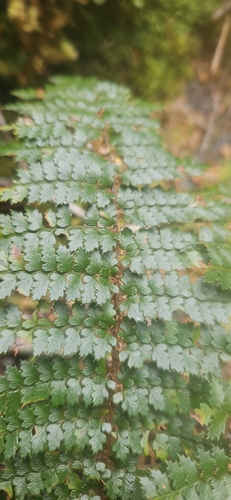 Polystichum vestitum observed 2026-10-25
