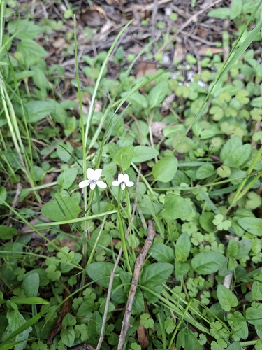Viola cunninghamii observed 2026-10-22