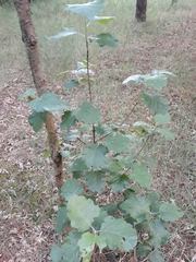 Karpatiosorbus latifolia