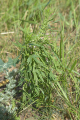 Leonurus glaucescens