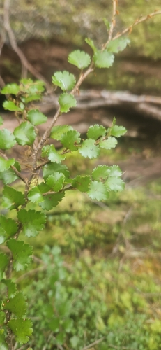 Nothofagus menziesii observed 2026-10-25
