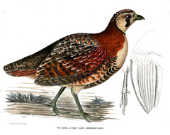 Tibetan Partridge photo 4