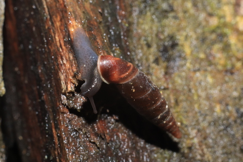 Clausilia observed 2026-10-26
