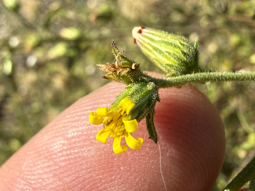 Dittrichia graveolens, 2026-10-26