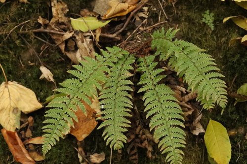 Polystichum aculeatum observed 2026-10-26