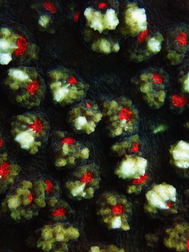 Echinophyllia aspera observed 2026-10-26