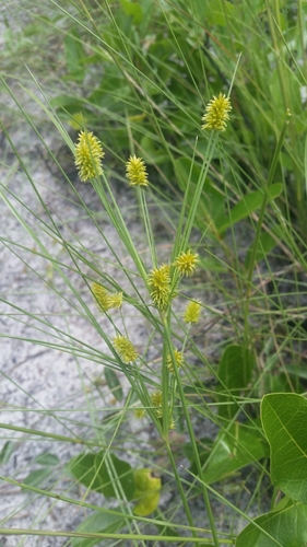 Image of Cyperus nashii by (c) Jay Horn, some rights reserved (CC BY)