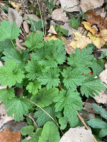 Leonurus cardiaca observed 2026-10-26