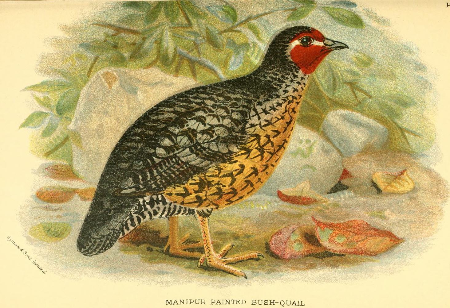 Manipur Bush-Quail illustration