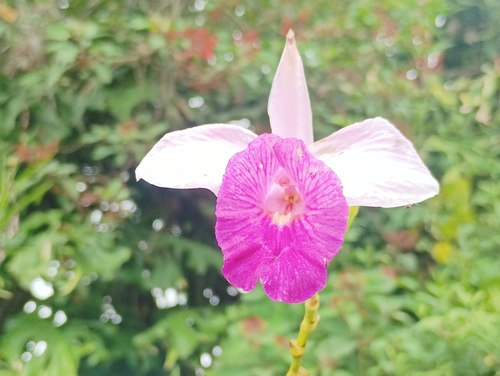 Arundina graminifolia observed 2026-10-26