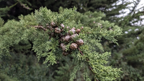 Cupressus macrocarpa observed 2026-10-26