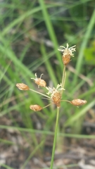 Fimbristylis puberula