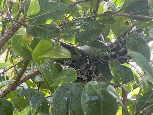 Python molurus, 2026-10-26