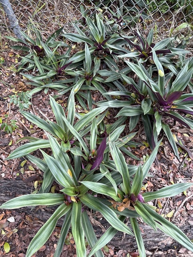 Tradescantia spathacea observed 2026-10-26