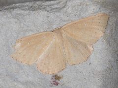 Cyclophora dataria
