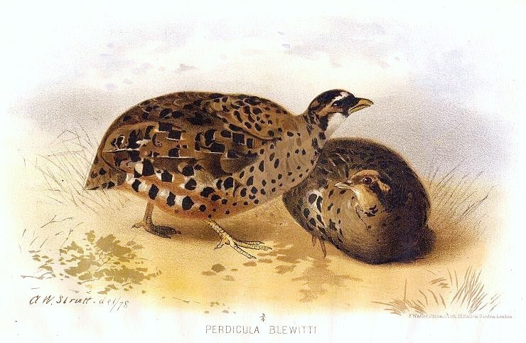 Painted Bush-Quail