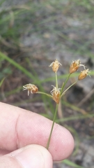 Fimbristylis puberula