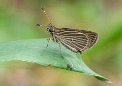 Parphorus storax