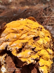 Cronartium conigenum