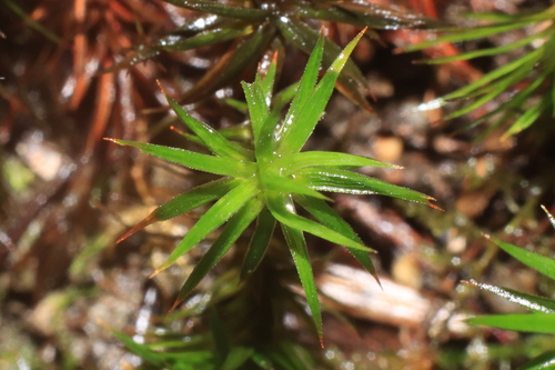 Polytrichum formosum observed 2026-10-26