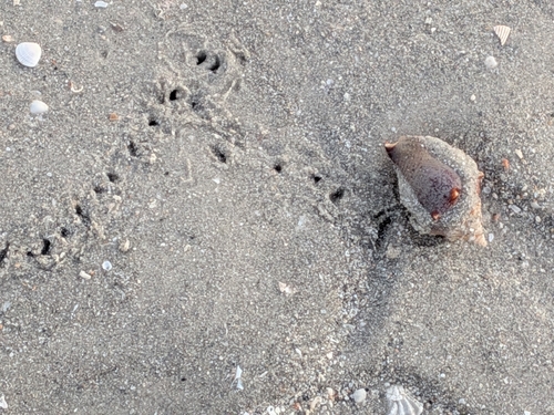 Strombus alatus observed 2026-10-26