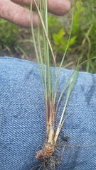 Fimbristylis puberula