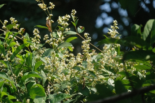 Ichnocarpus frutescens observed 2026-10-25